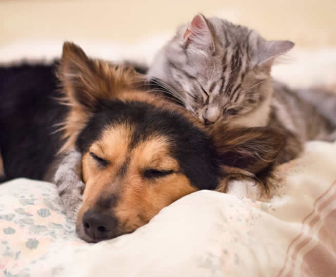 Rozpis služeb Rozpis služeb